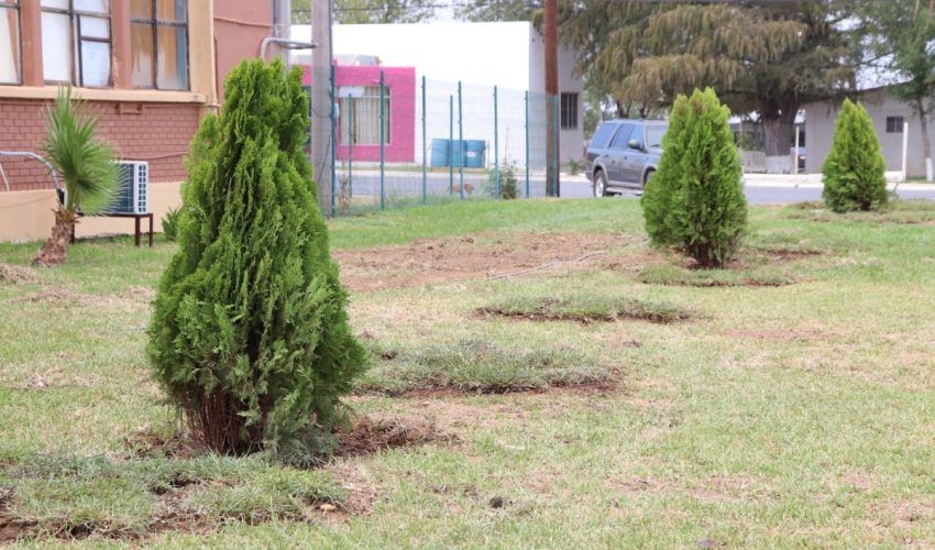 15-10-21-reforestacion-1